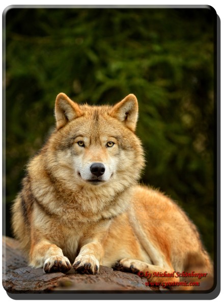 Batu - Mongolischer Wolf